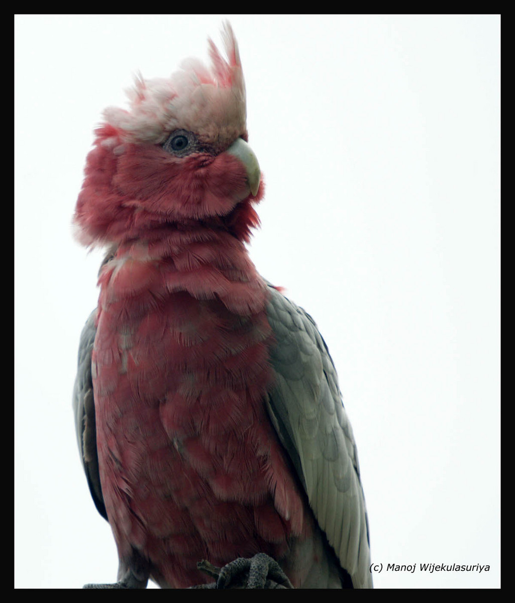 Galah (Cockatoo)