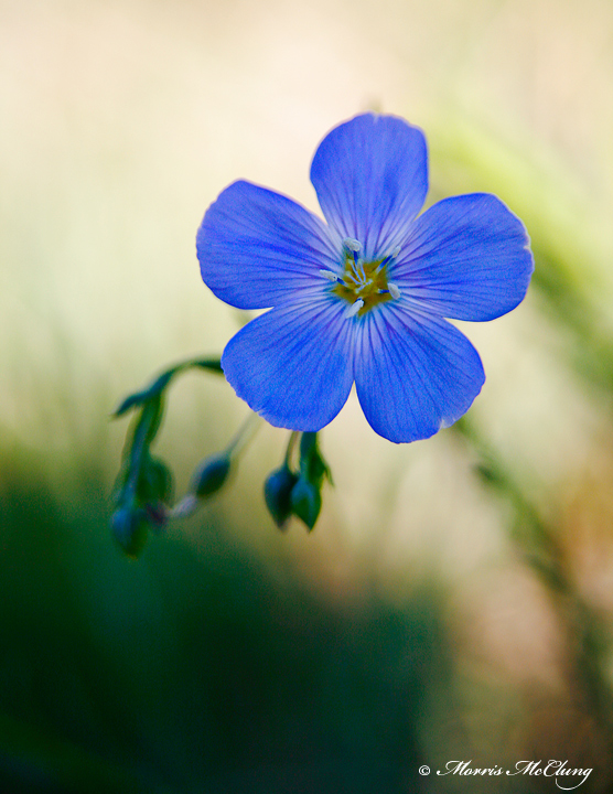 "Common" Flax