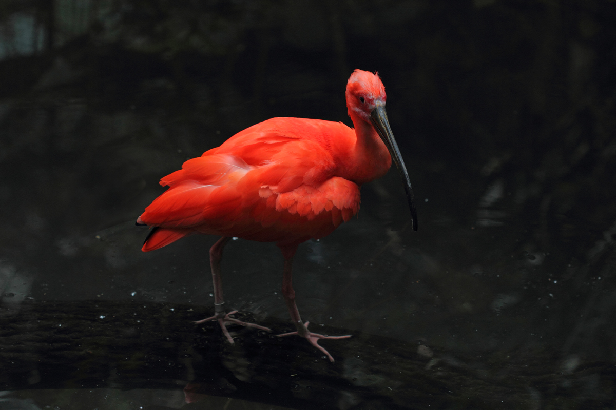 Scarlet Ibis (C)