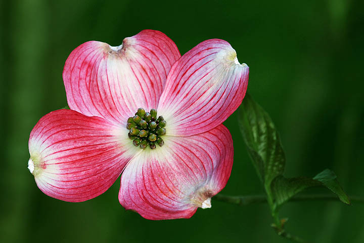 Red Dogwood blossom