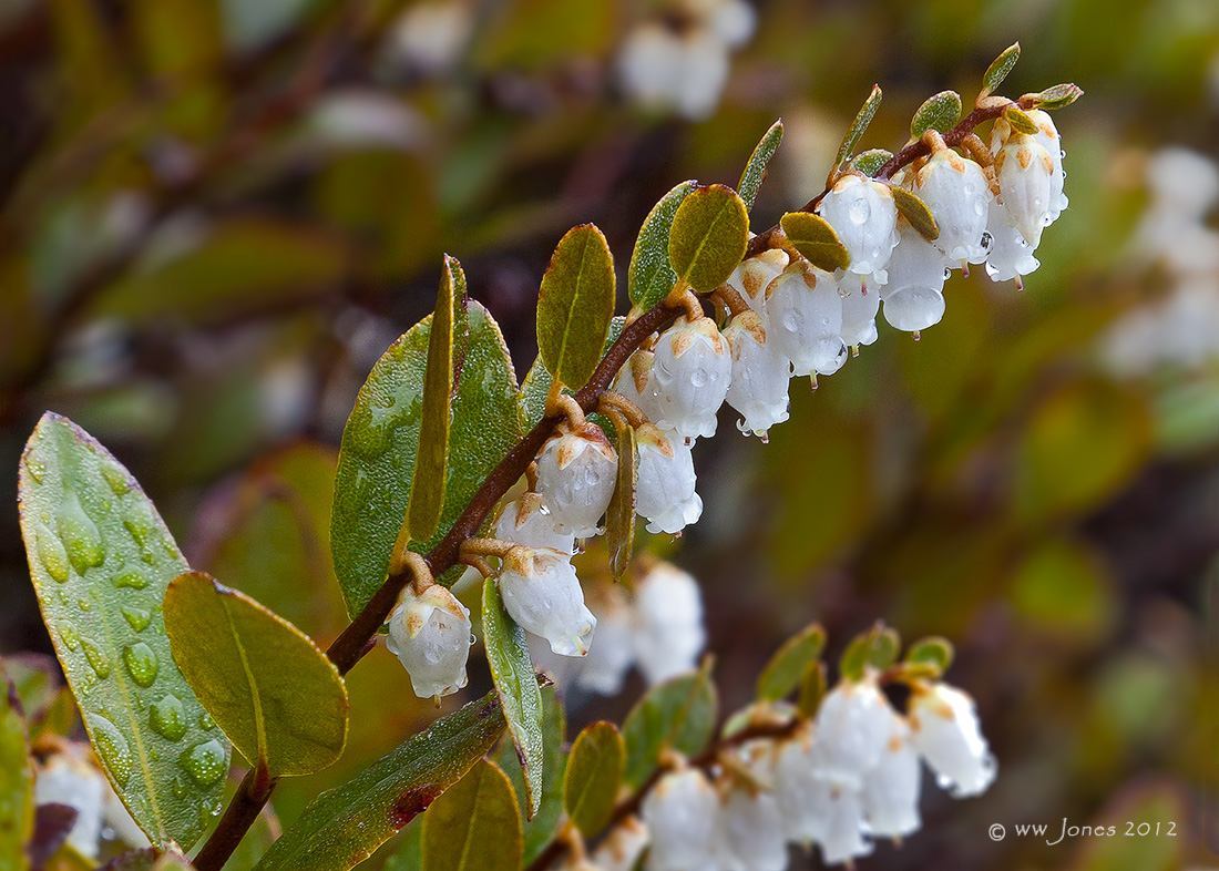 Leatherleaf (+ Alt.Crop)