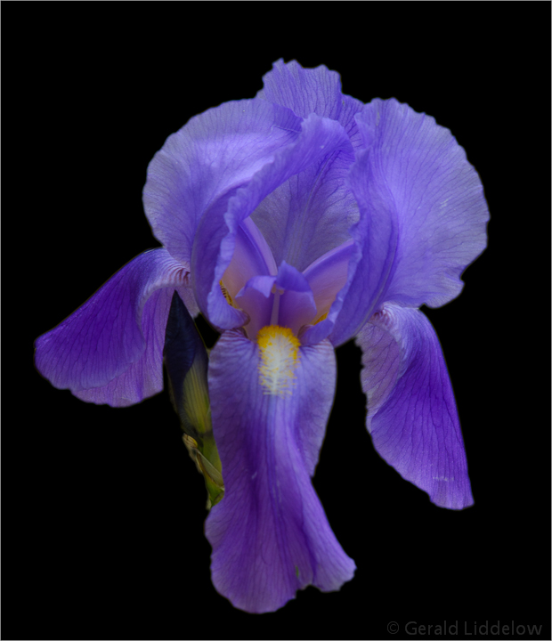 IRIS