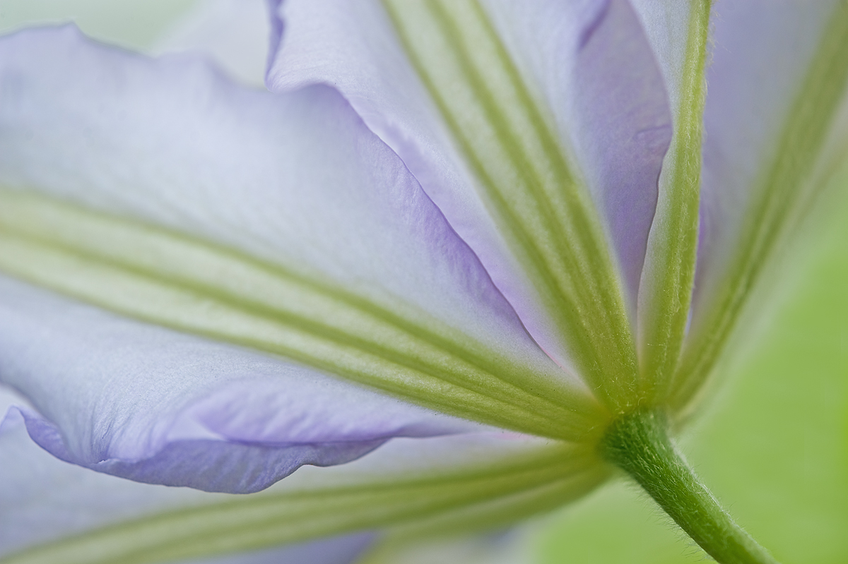Clematis 2