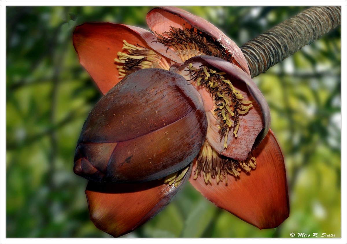 Banana Blossom