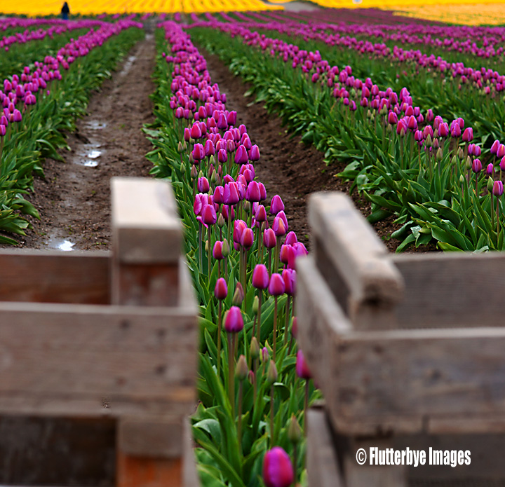 Working Fields
