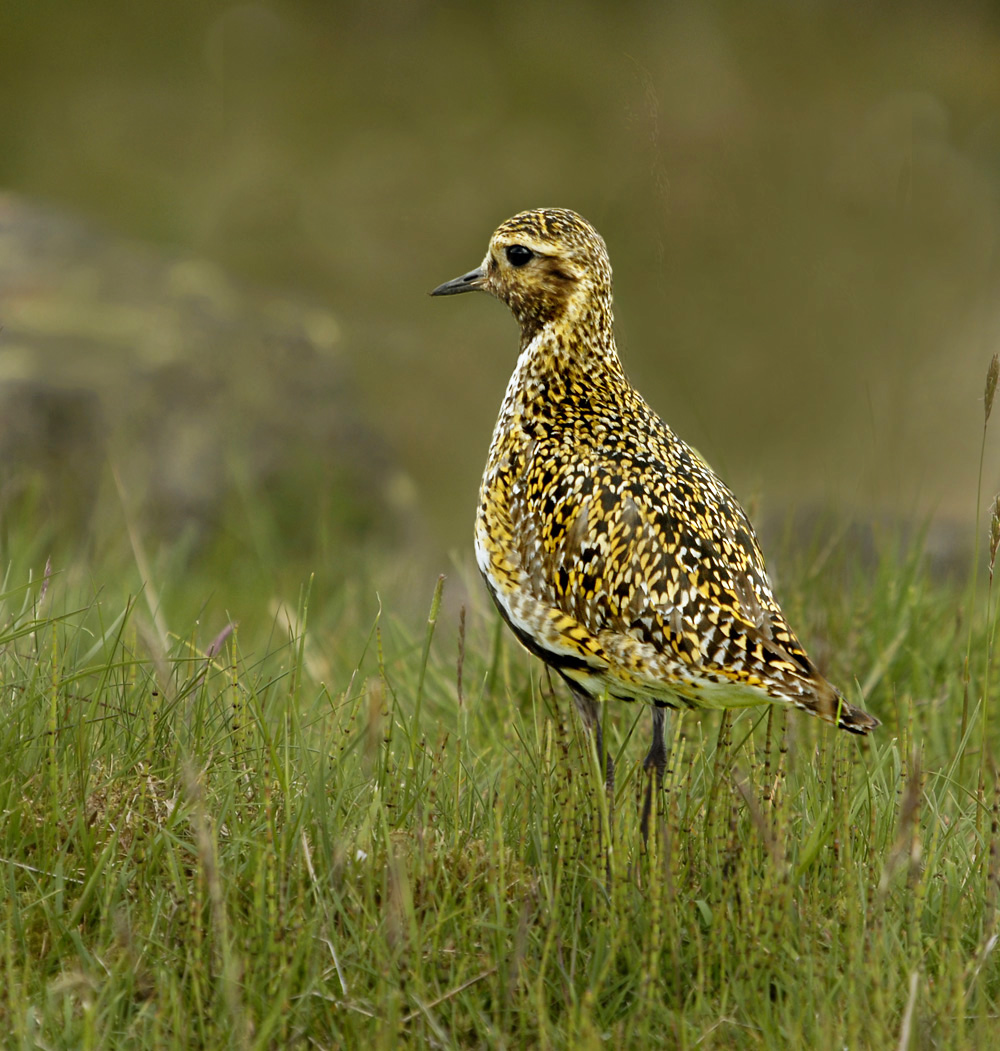 Golden Plover.