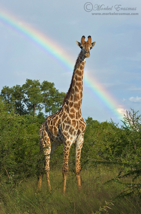 Technicolor Giraffe #2