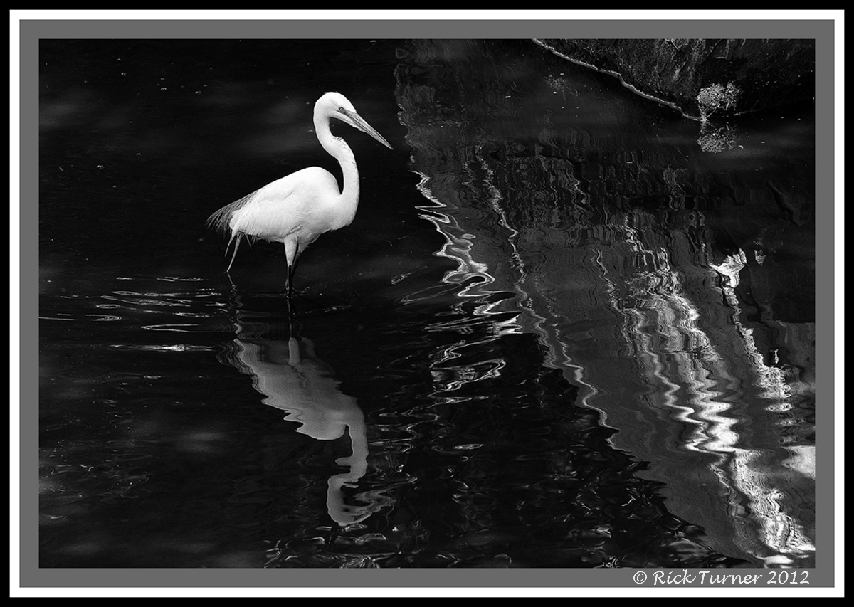 Stalking the Shore
