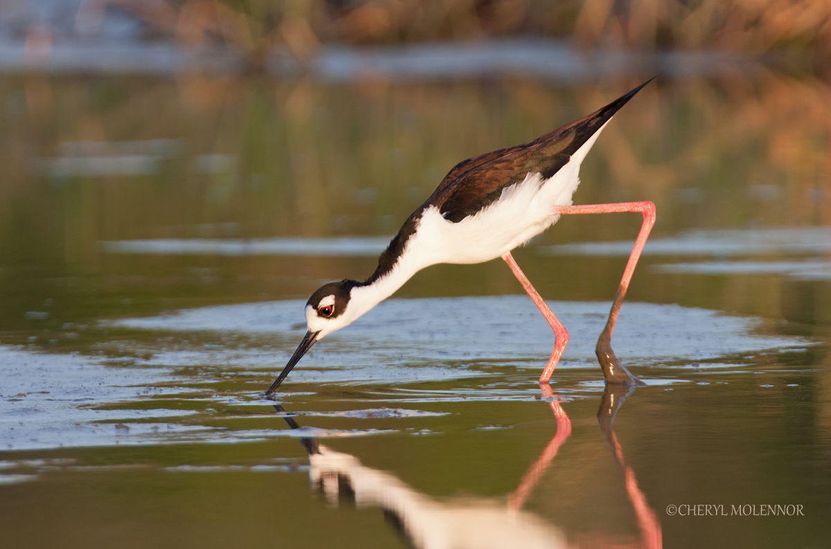 Stilt of the Night /REPOST