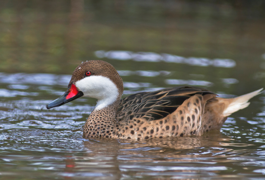 Bahama pintail II