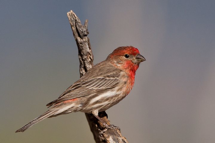Red Finch