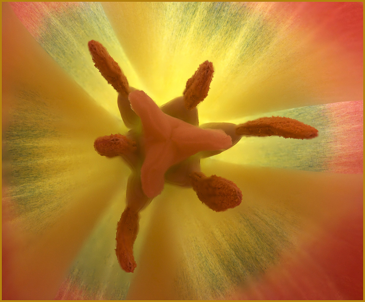 Inner Tulip