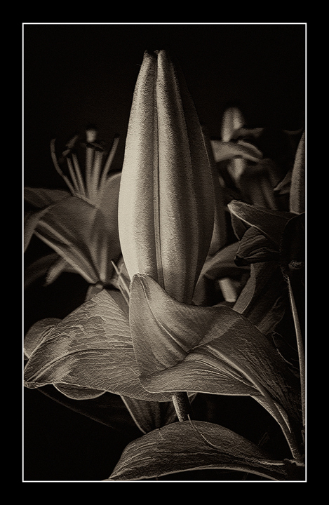 Lilly