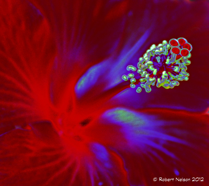 Hot Hibiscus