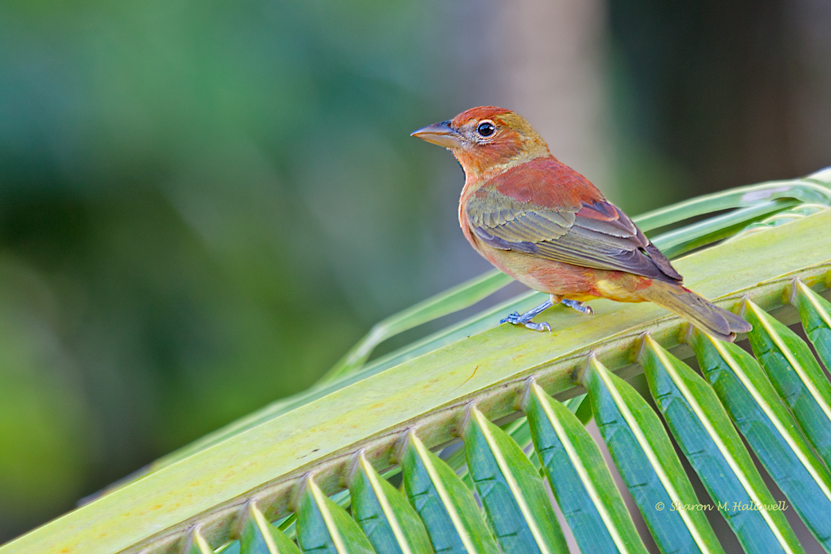 Summer Tanager