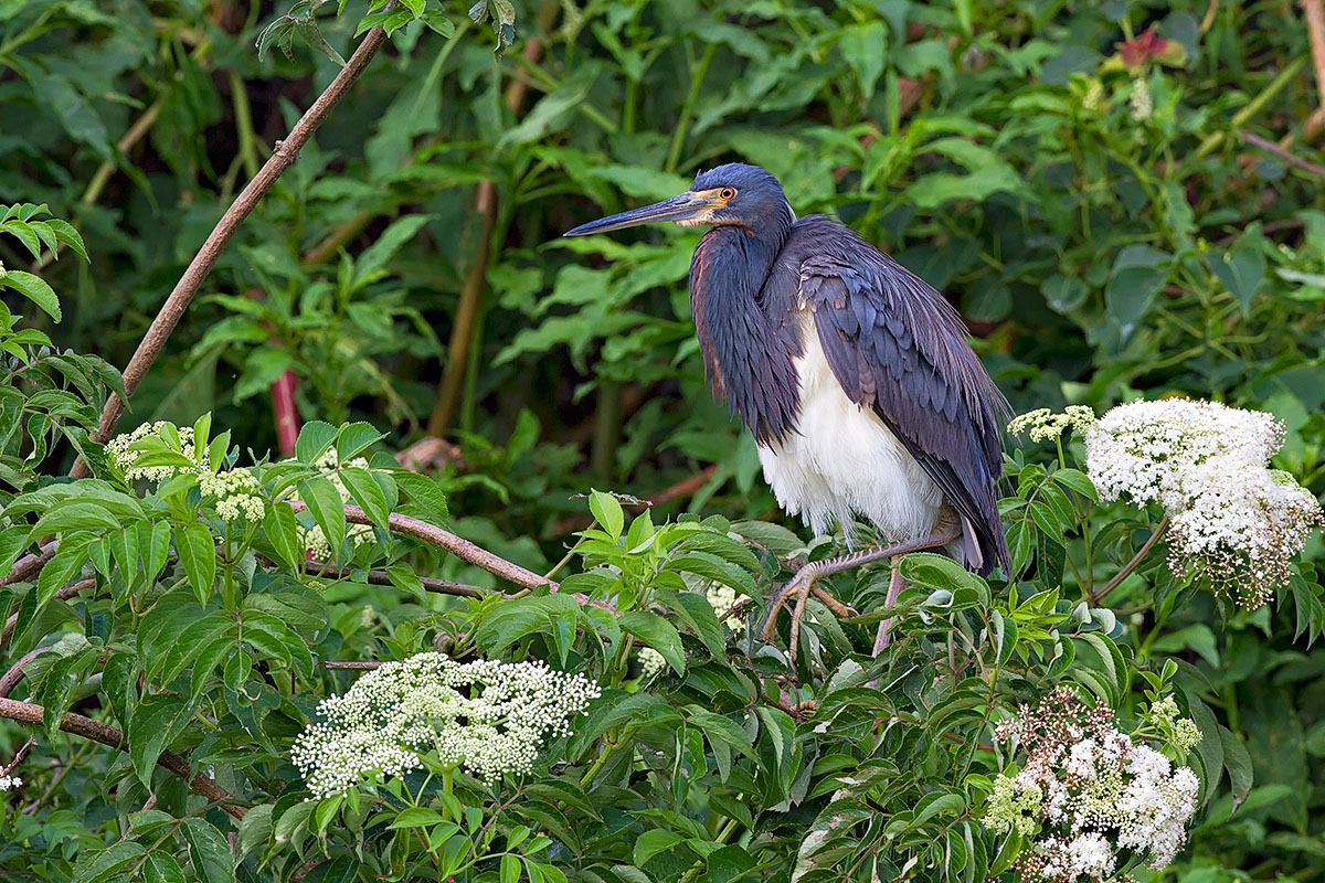 Tri-Colored Heron - repost