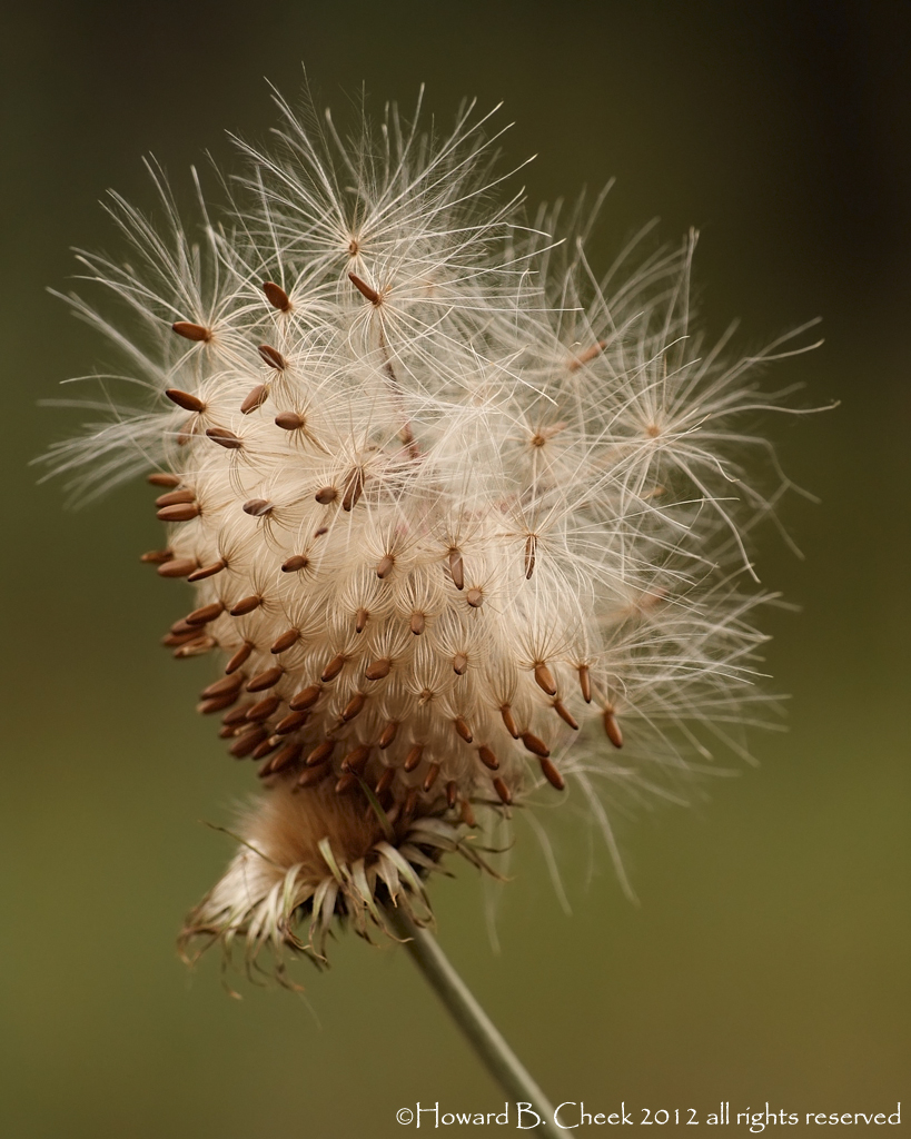 Odd Ball