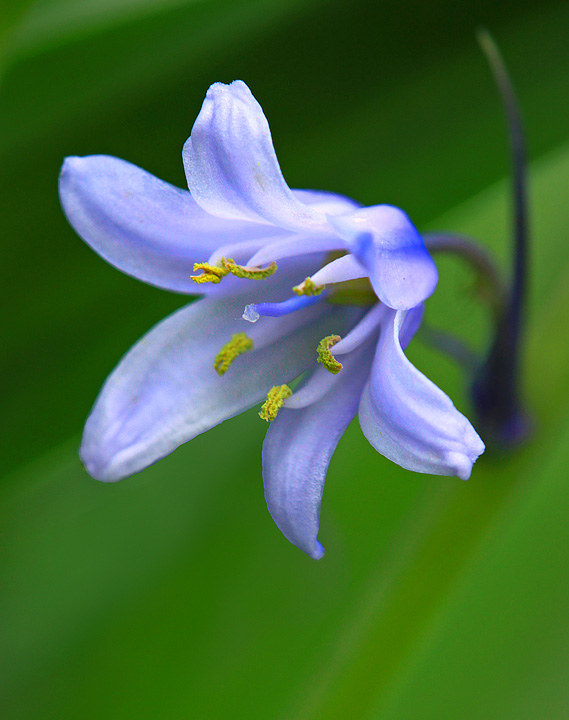 Spanish Bluebell