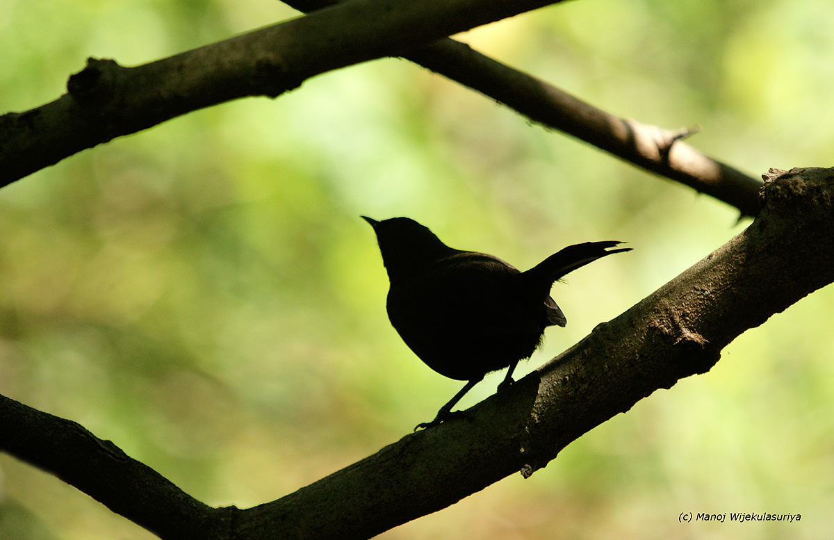 Black Robin