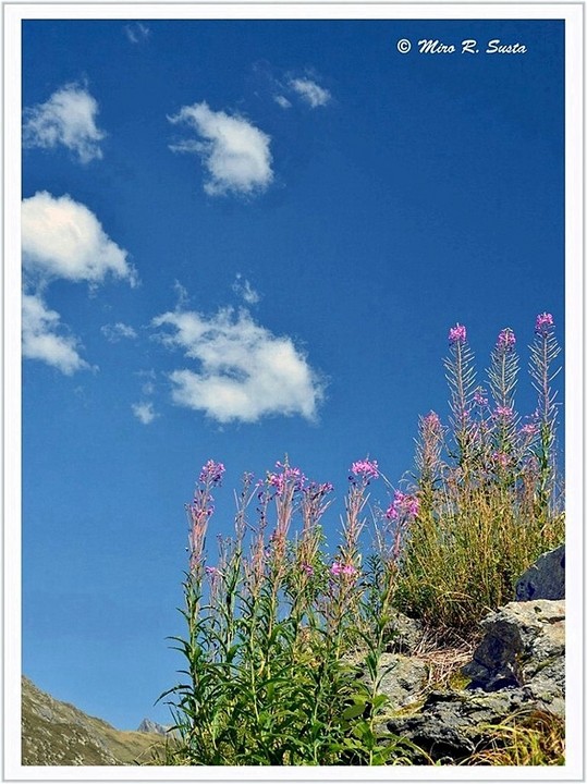 Fireweed from Swiss Alps