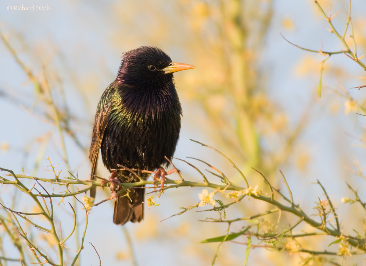 European Starling