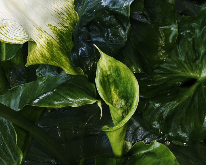 Callas