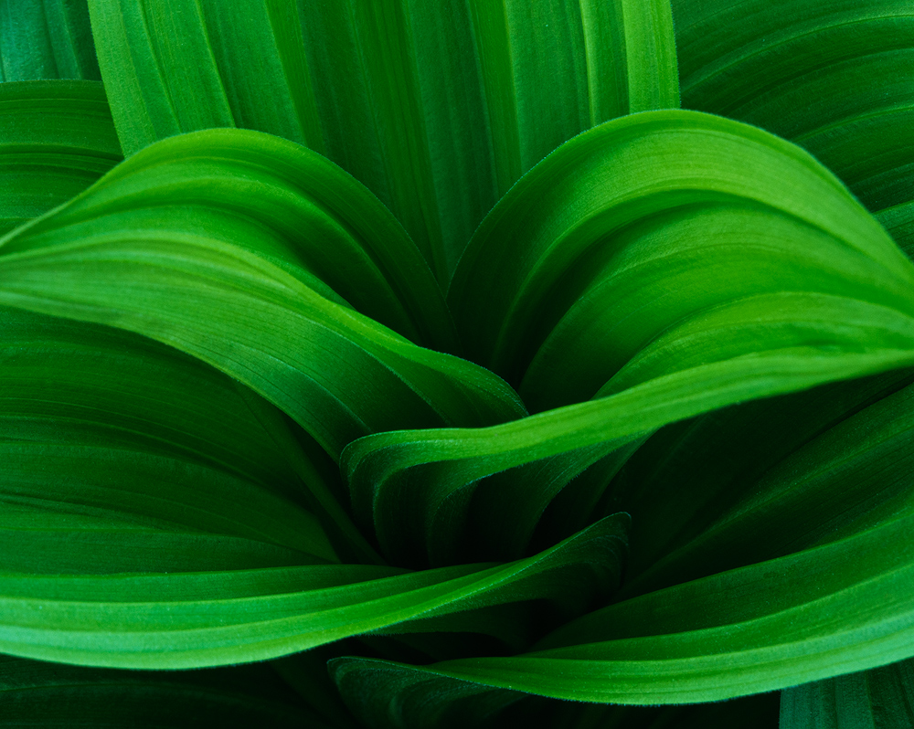 Veratrum #1