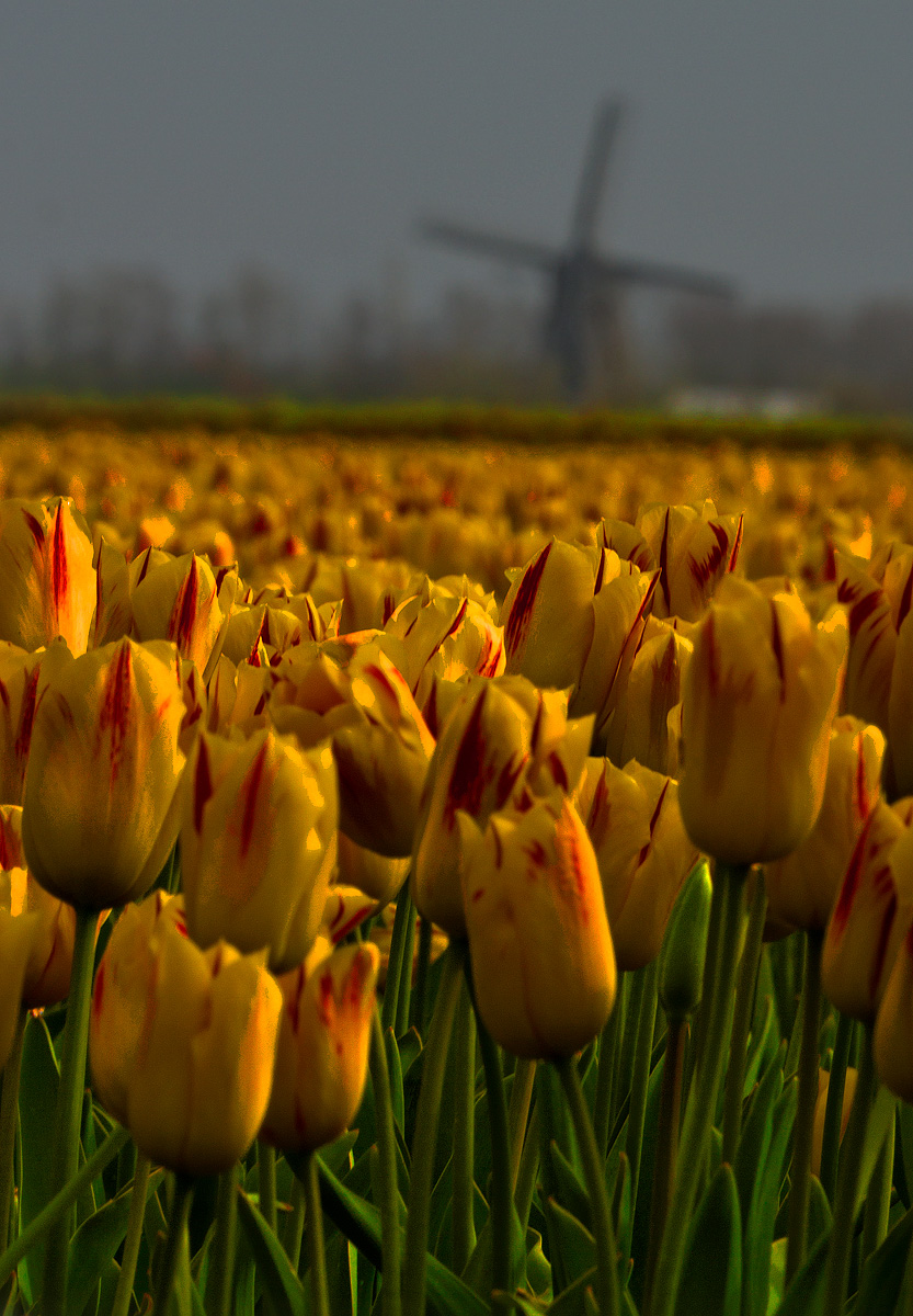 Tulip Field
