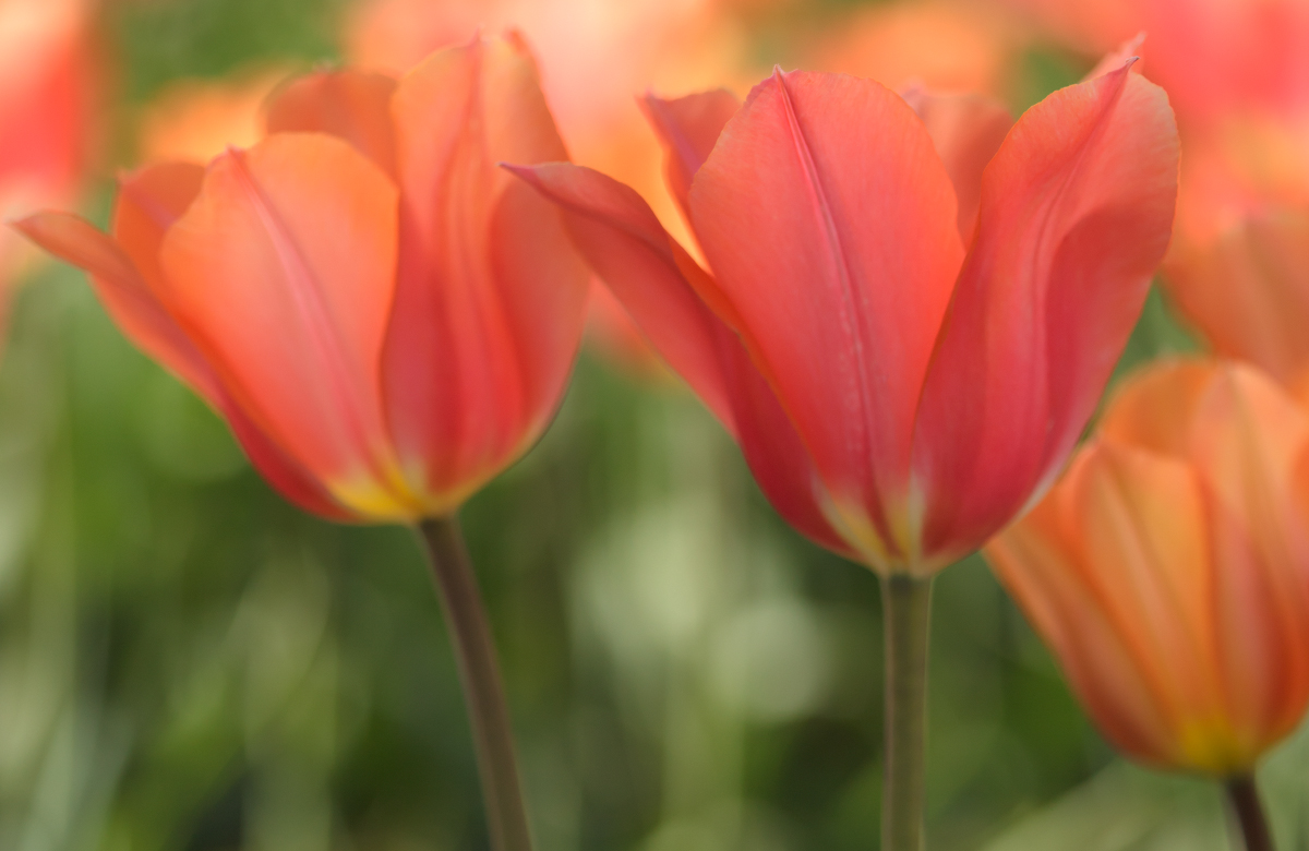 Tulip Pair
