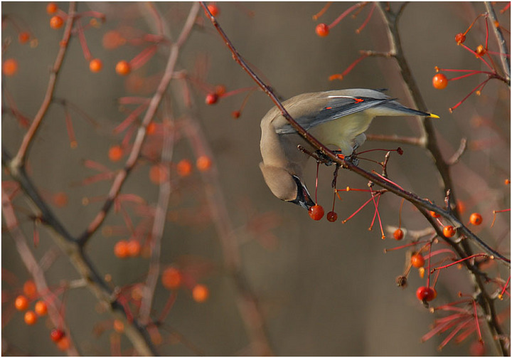 Picking Cherries