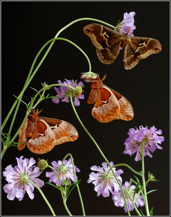 Silk Moths