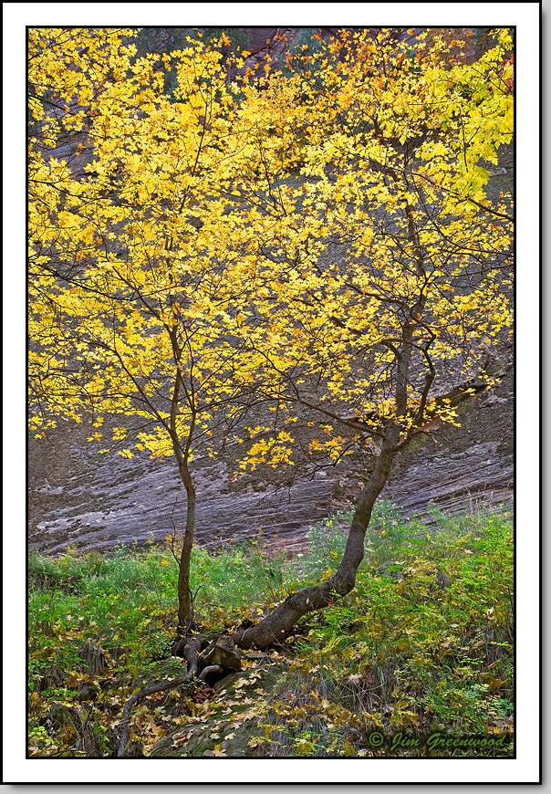 WC #534 - Yellow/Green