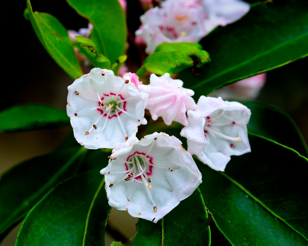 Mountain Laurel
