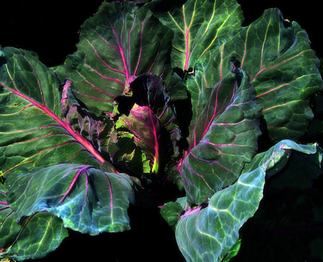 Chard