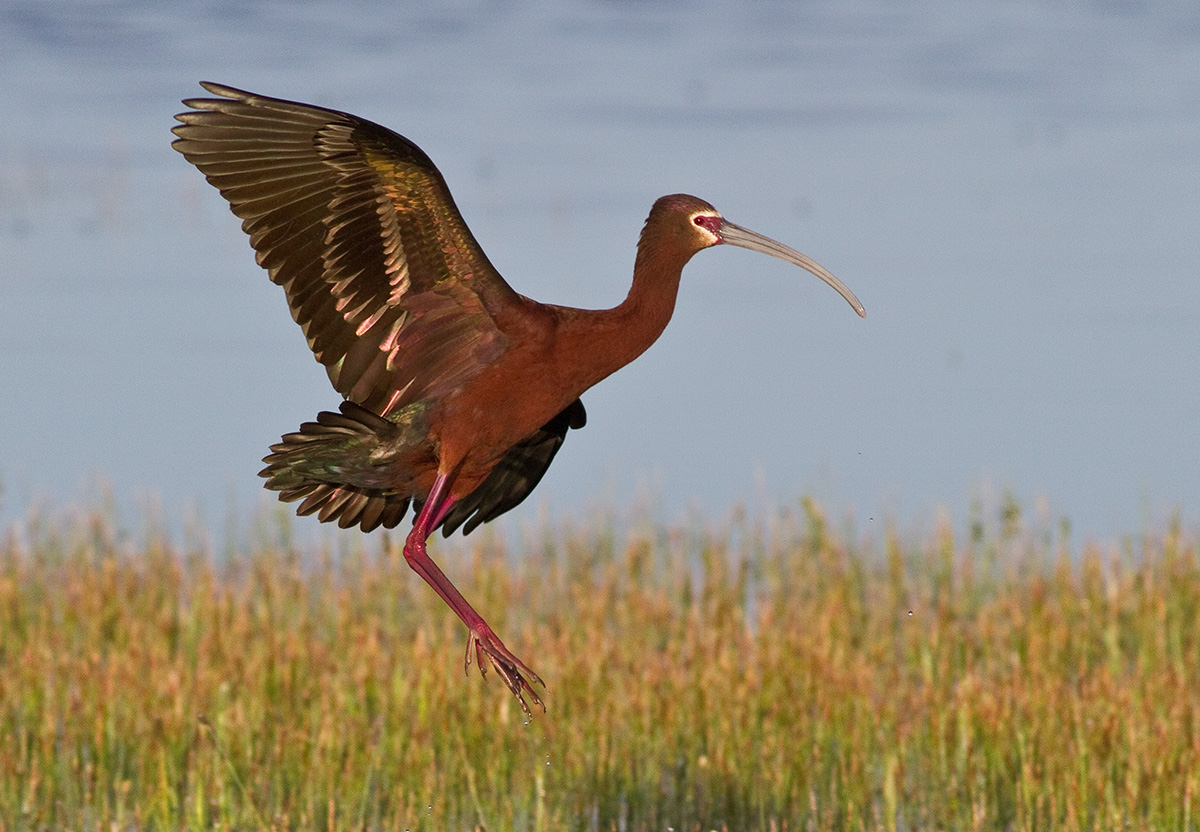 White-Faced Ibis