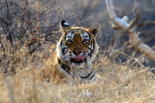 Most Photographed Tigress