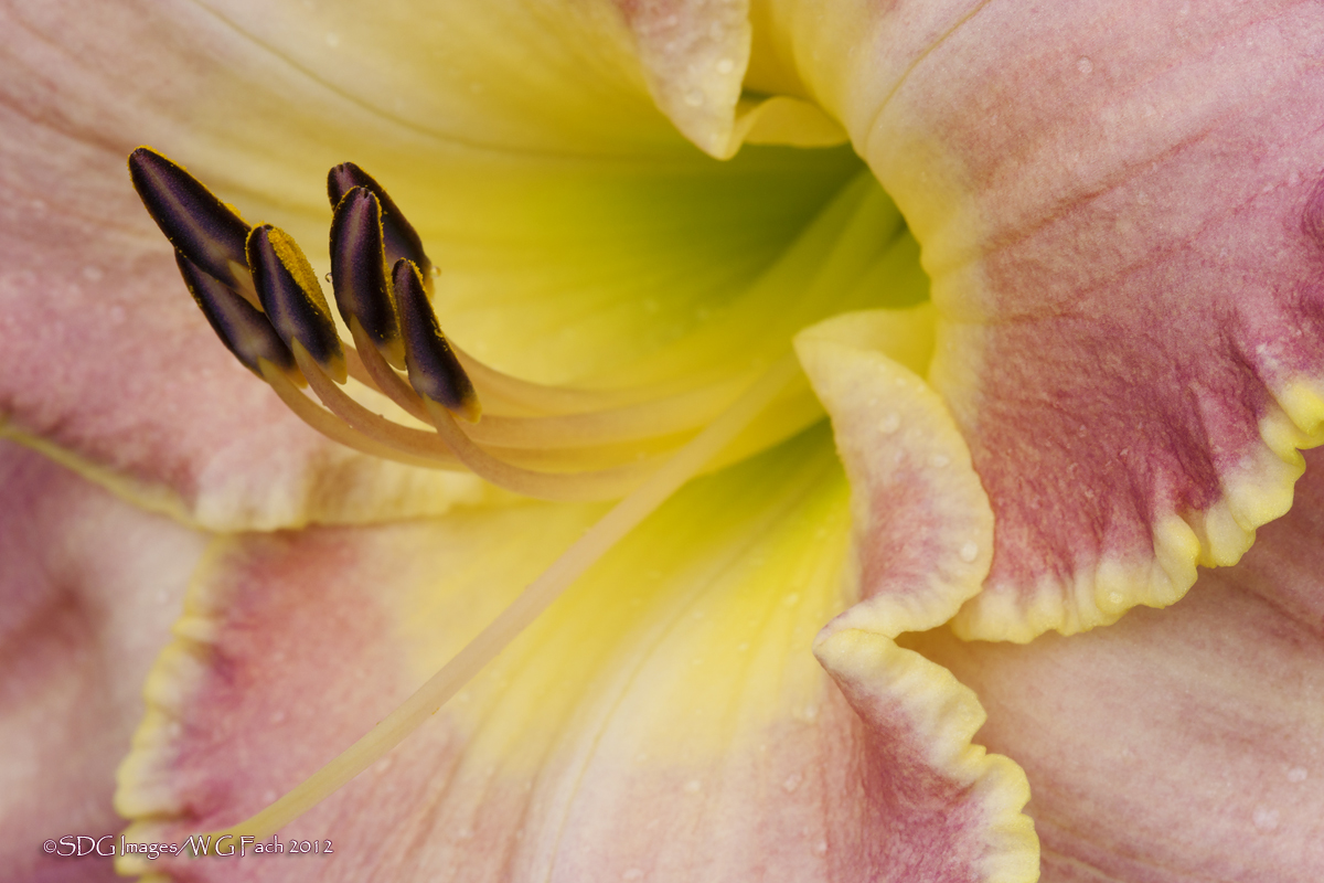 Frilly Flyers