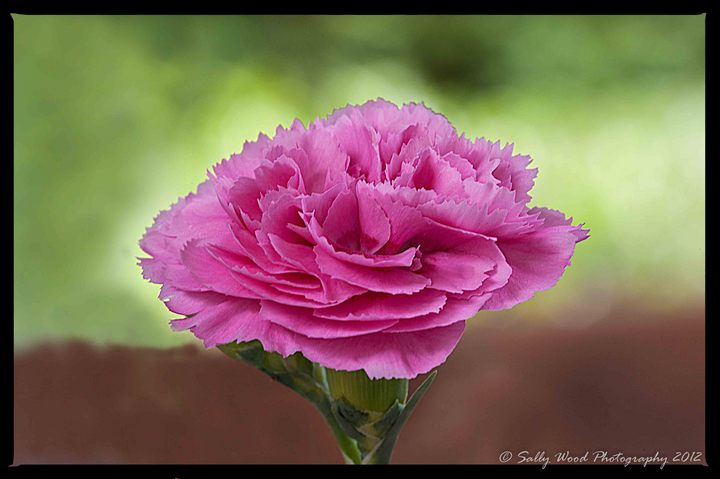 Simple Carnation