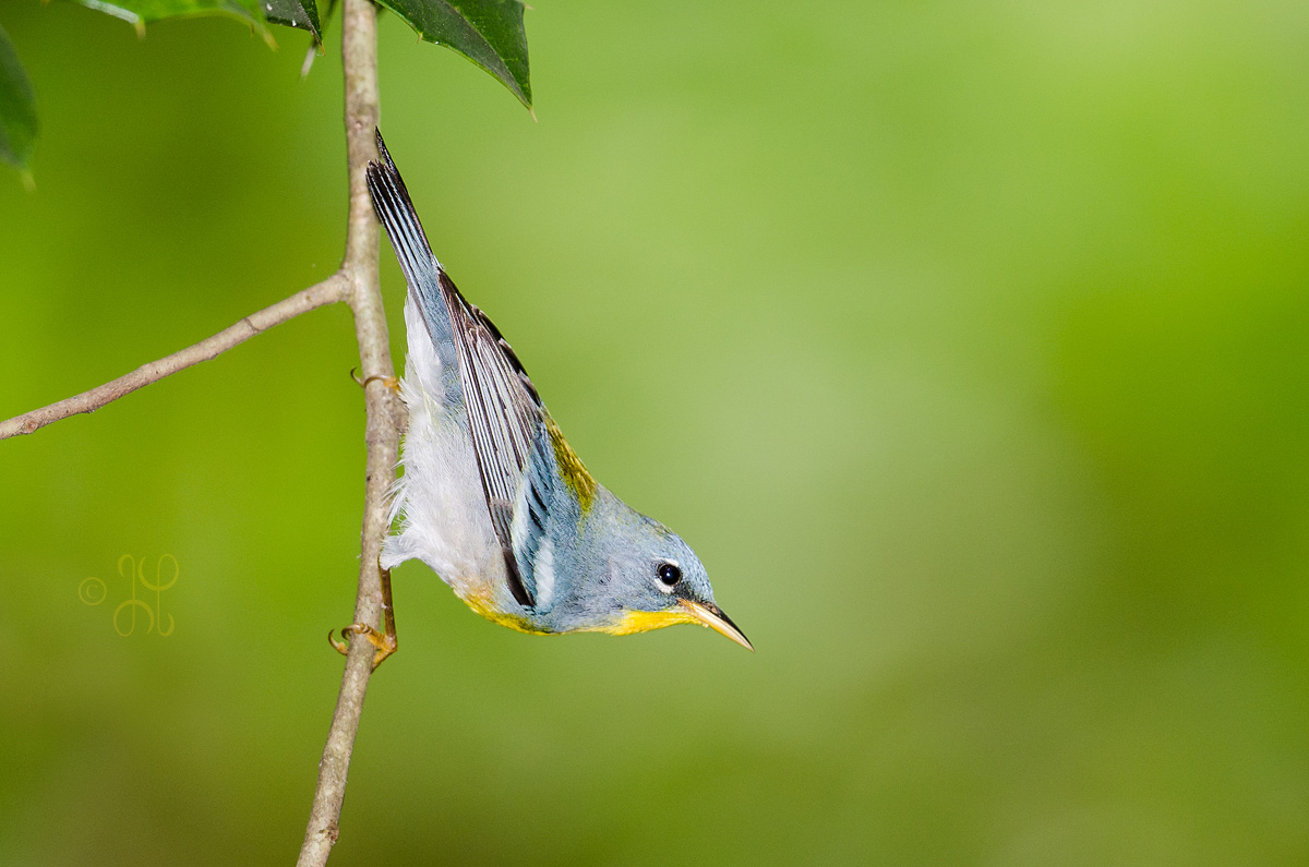 Northern Parula