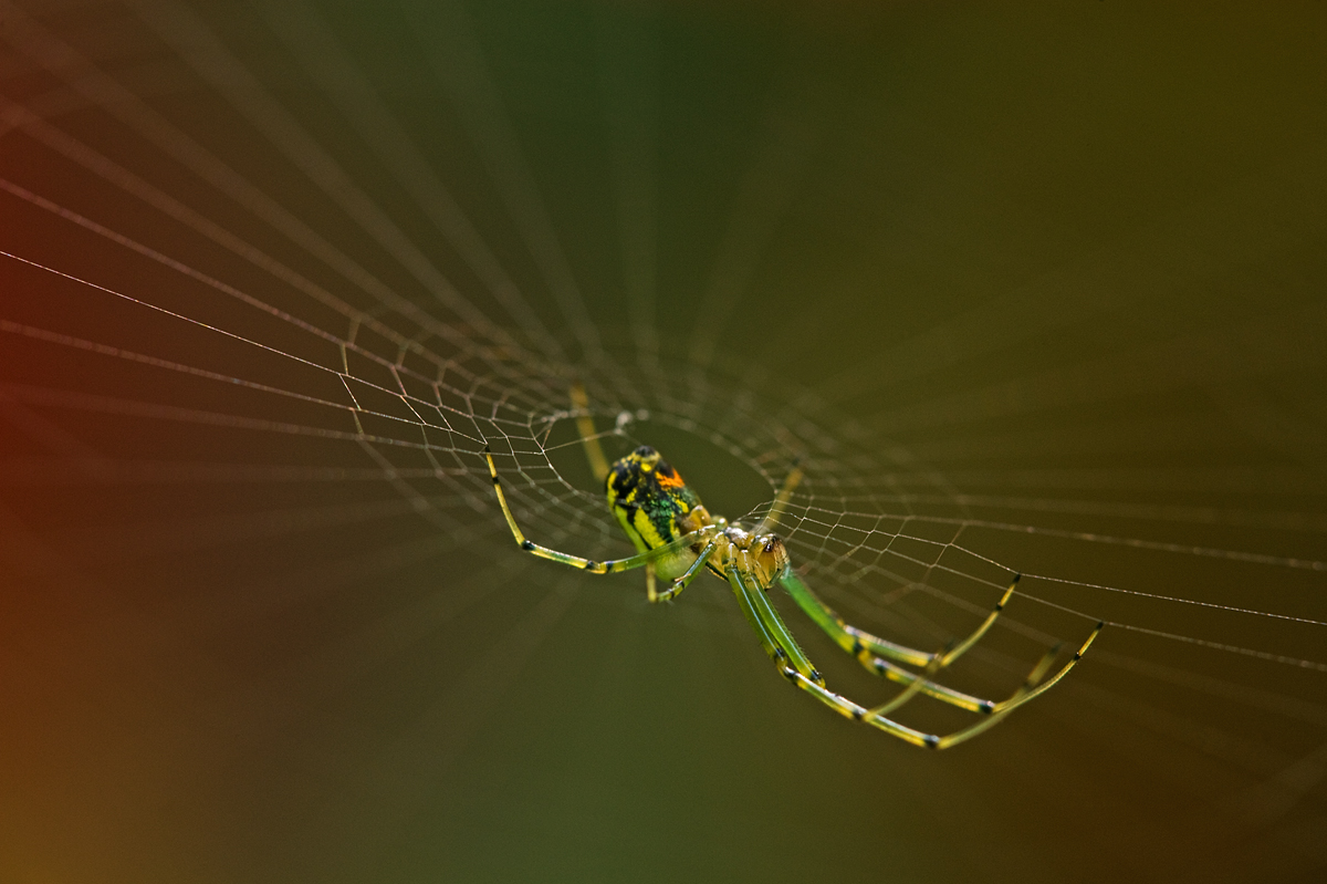 Orbweaver