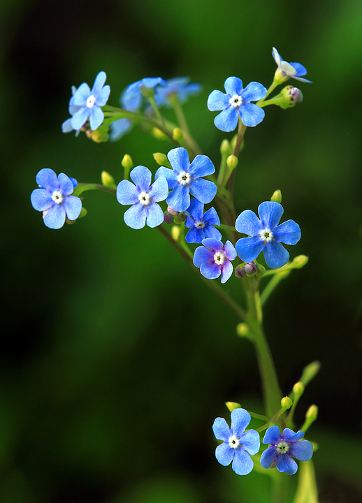 Brunnera flowers