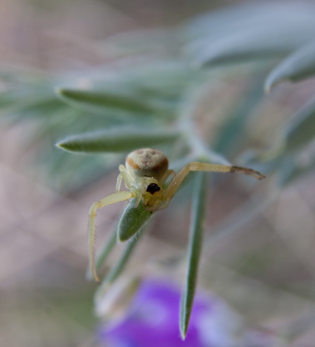 Golden Crab Spider