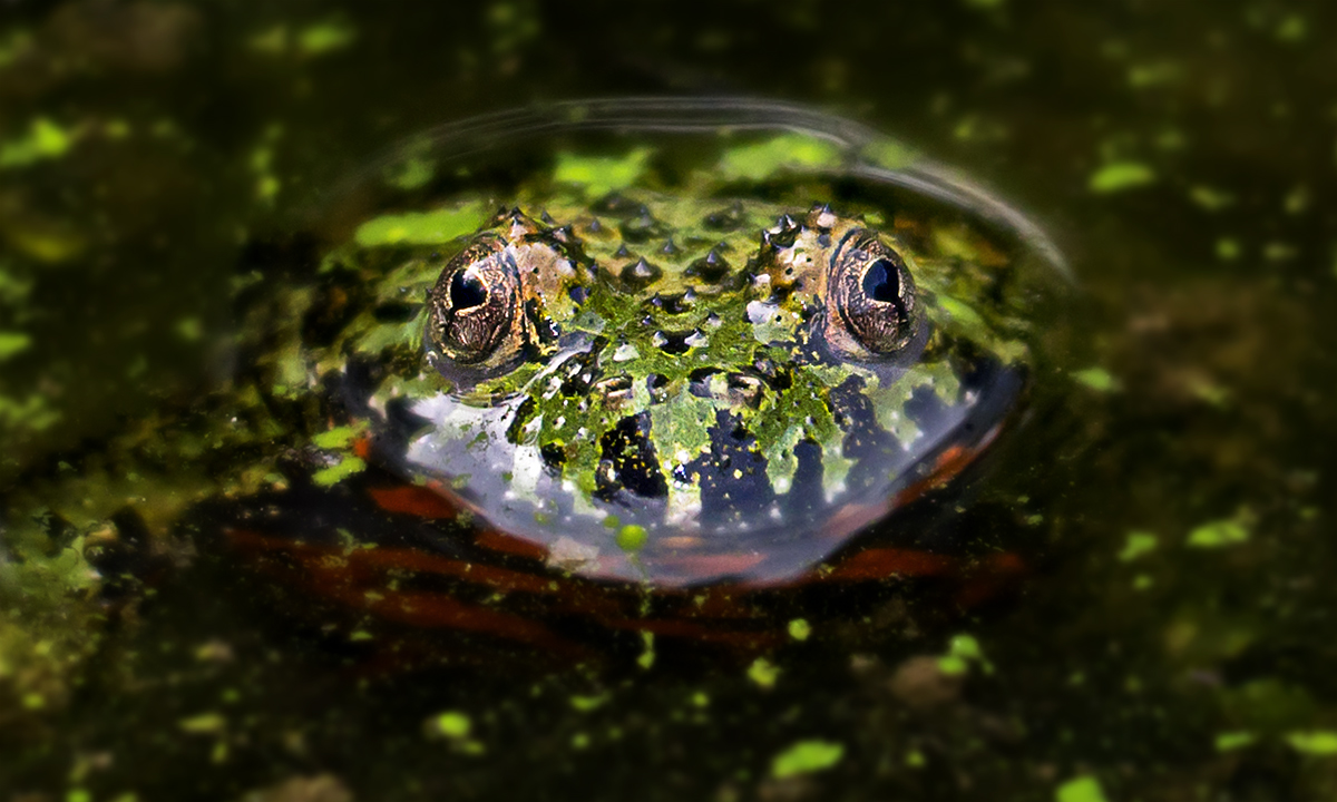 Fire-belly Toad