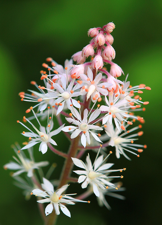 Tiarella flower