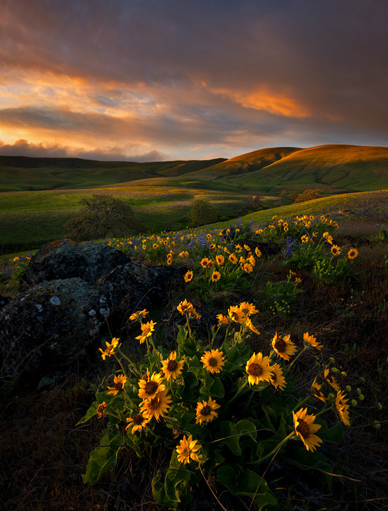Dalles Mountain Majesty
