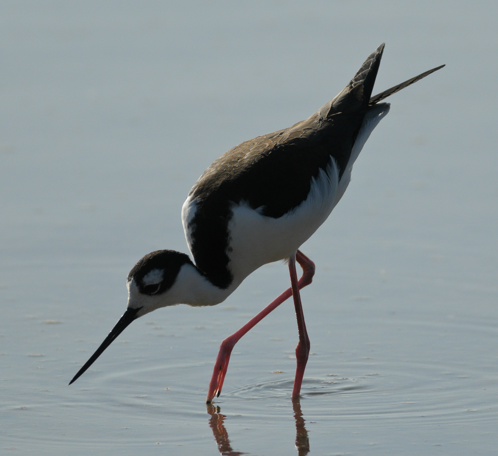 Black-necked stilt
