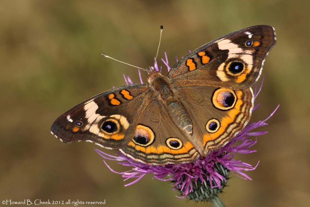 Texas Buckeye