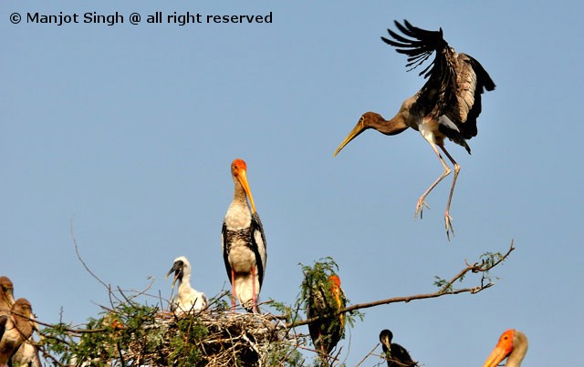 Nesting Of Painted Stork