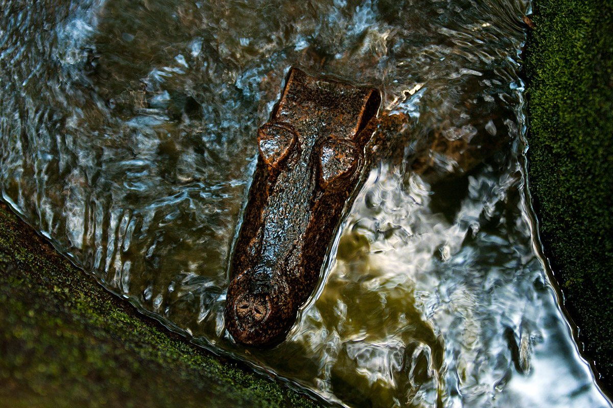 dwarf-caiman-scape