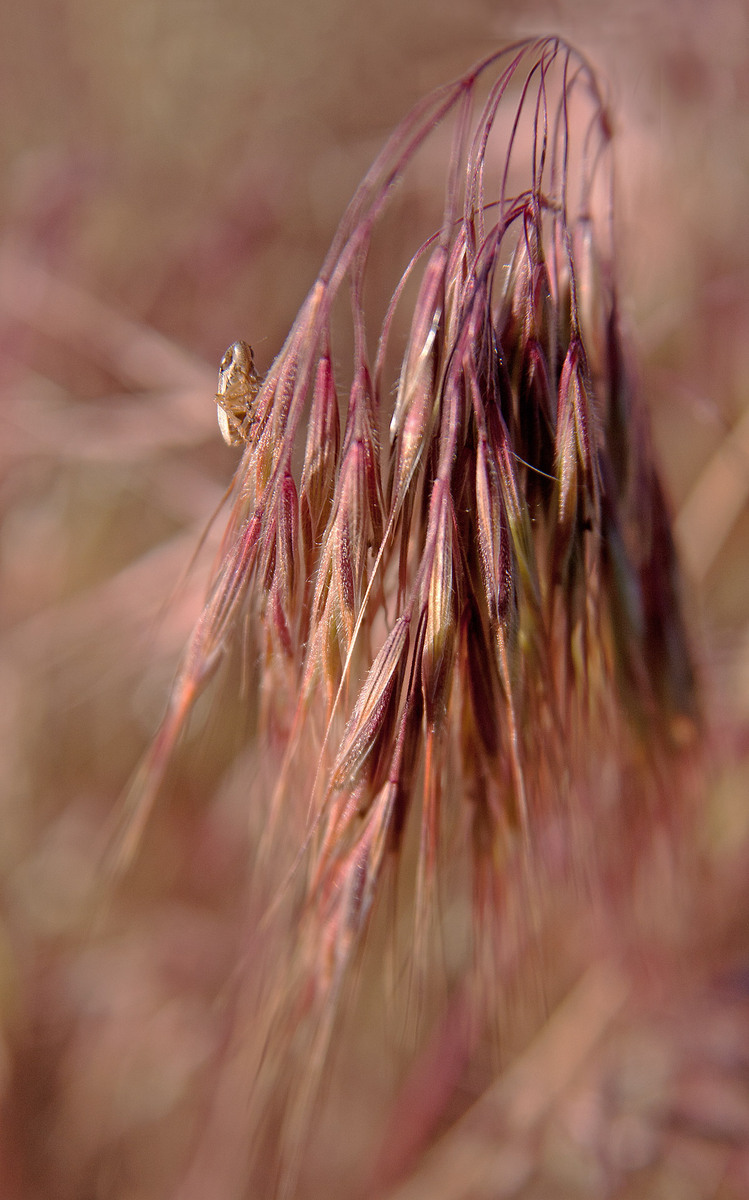 Grass and Insect